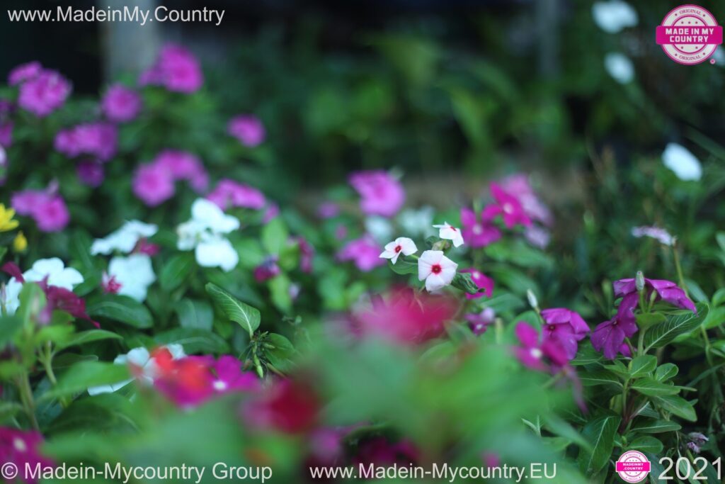MadeinMy.Country Spring time 2021